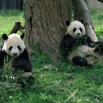 Panda's